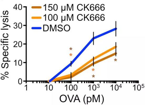 CK666作用下，，，，，，T细胞对靶细胞裂解能力显着下降