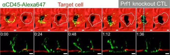 之前CTL细胞扒拉靶细胞的细胞膜，，，，，，岂非是在“叩开牙关”